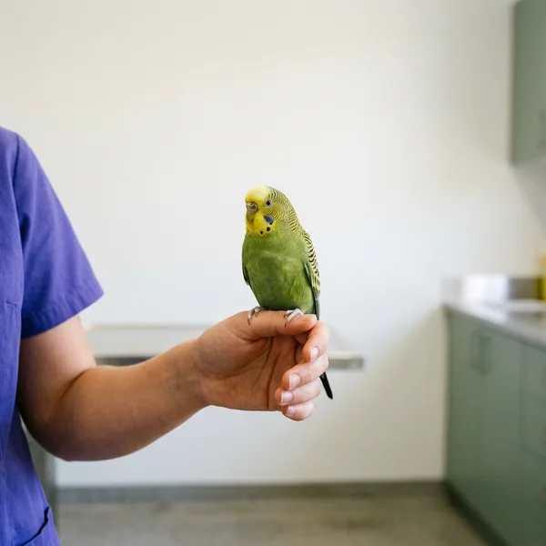 A budgerigar perched on a hand against a plain pale background